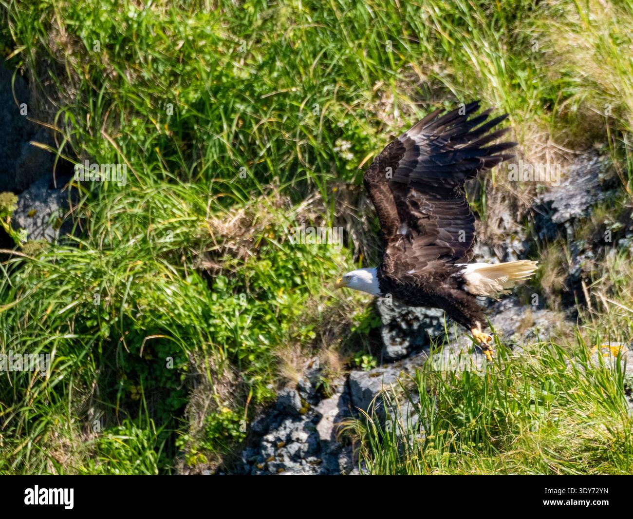Bald eagle takes flight in Hall Bay, showcasing its wingspan and hunting abilities in Alaska Stock Photo
