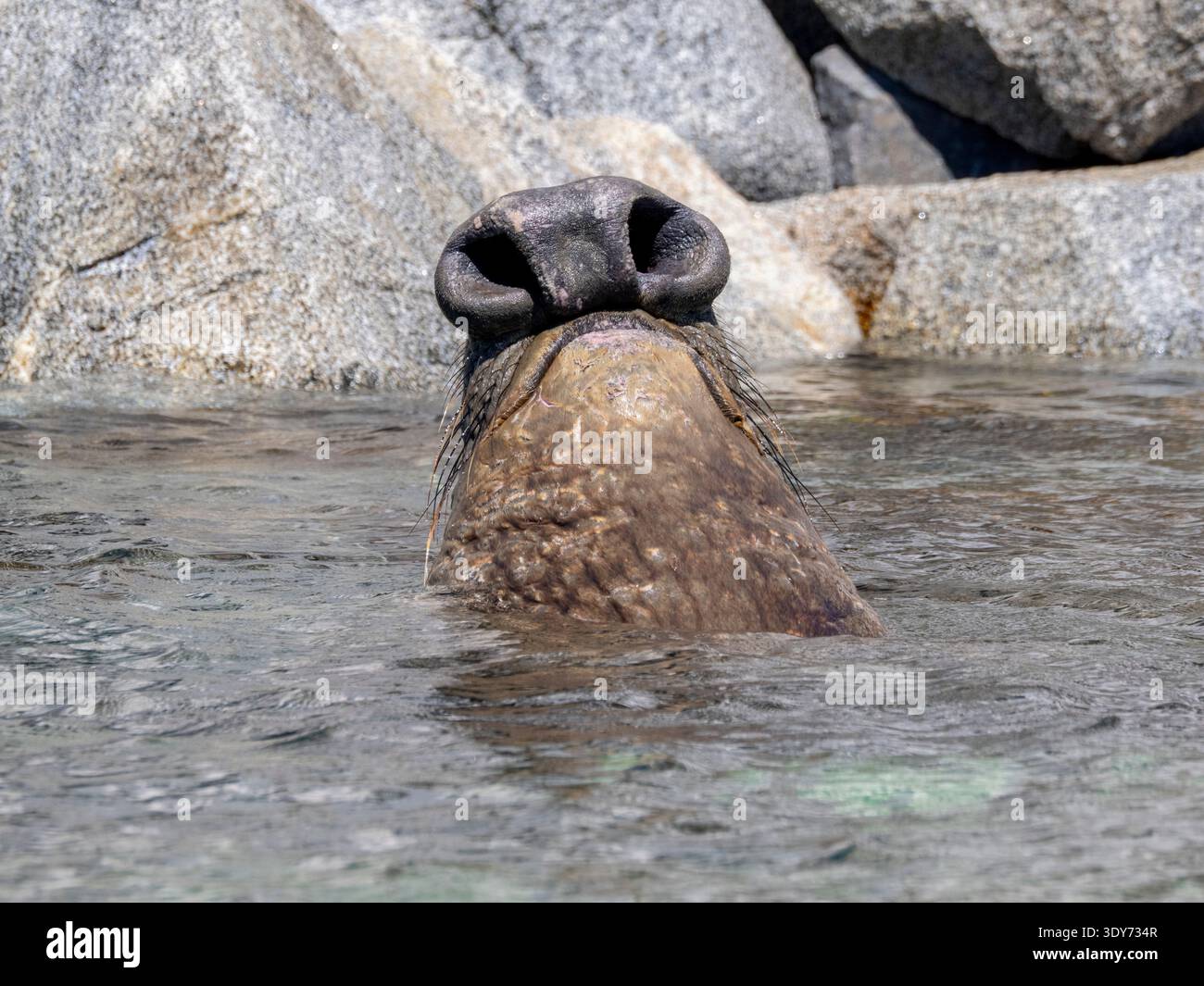 Lone male northern elephant seal resting in water at Puerto Refugio in Baja California Mexico during a sunny day Stock Photo