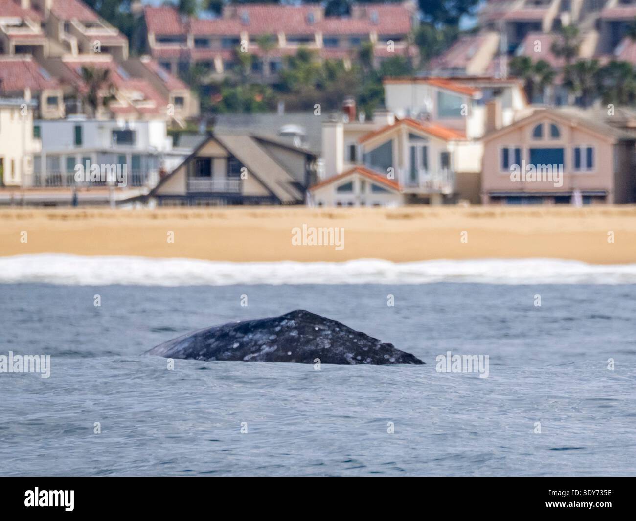 California gray whale surfaces near homes in Newport Beach, California during daylight hours Stock Photo