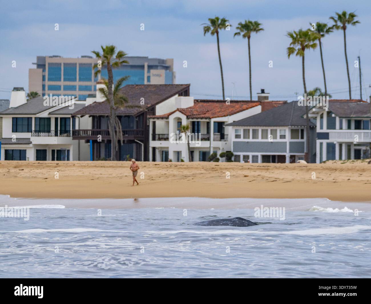 Adult California gray whale surfaces near homes along the beach in Newport Beach, California, as people enjoy the shoreline Stock Photo