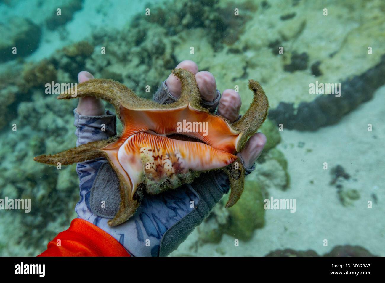 Exploring the underwater world with a Chiragra conch while diving in Raja Ampat, Papua, Indonesia Stock Photo