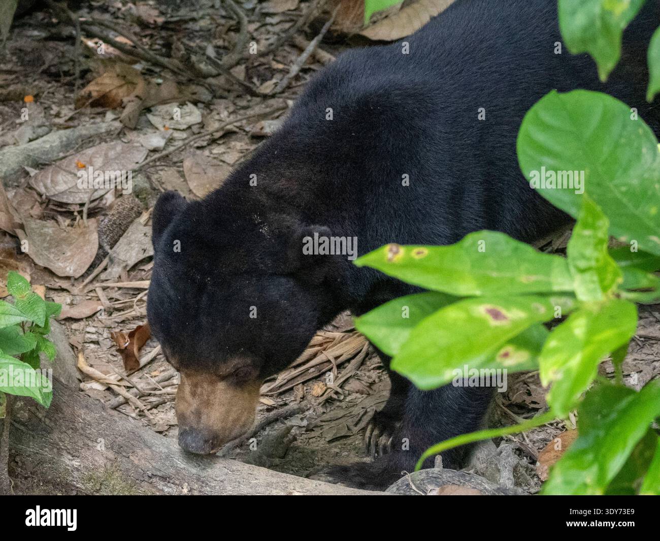 Captive sun bear explores its enclosure at conservation center in Sabah Malaysia Stock Photo