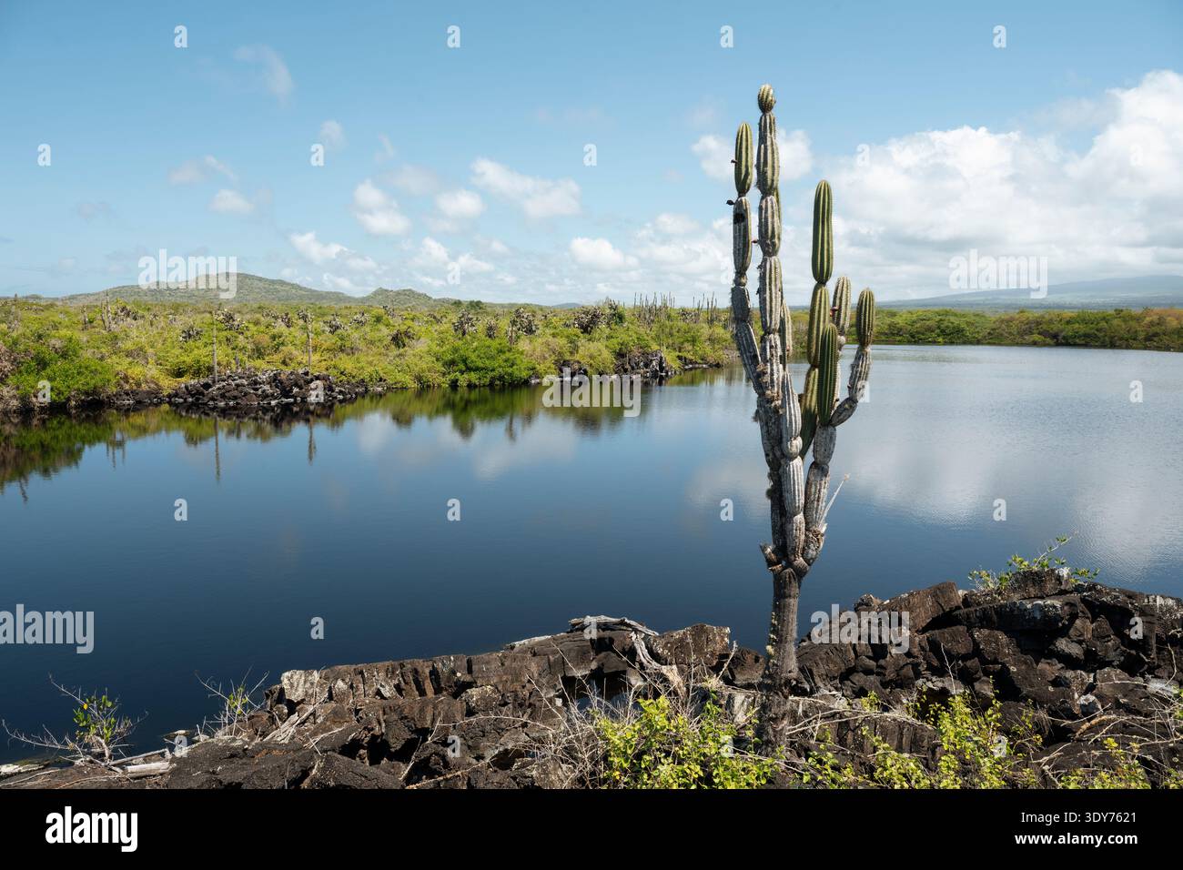 Cactus stands near calm water surrounded by green vegetation on Isla Isabela in Galapagos Islands Stock Photo