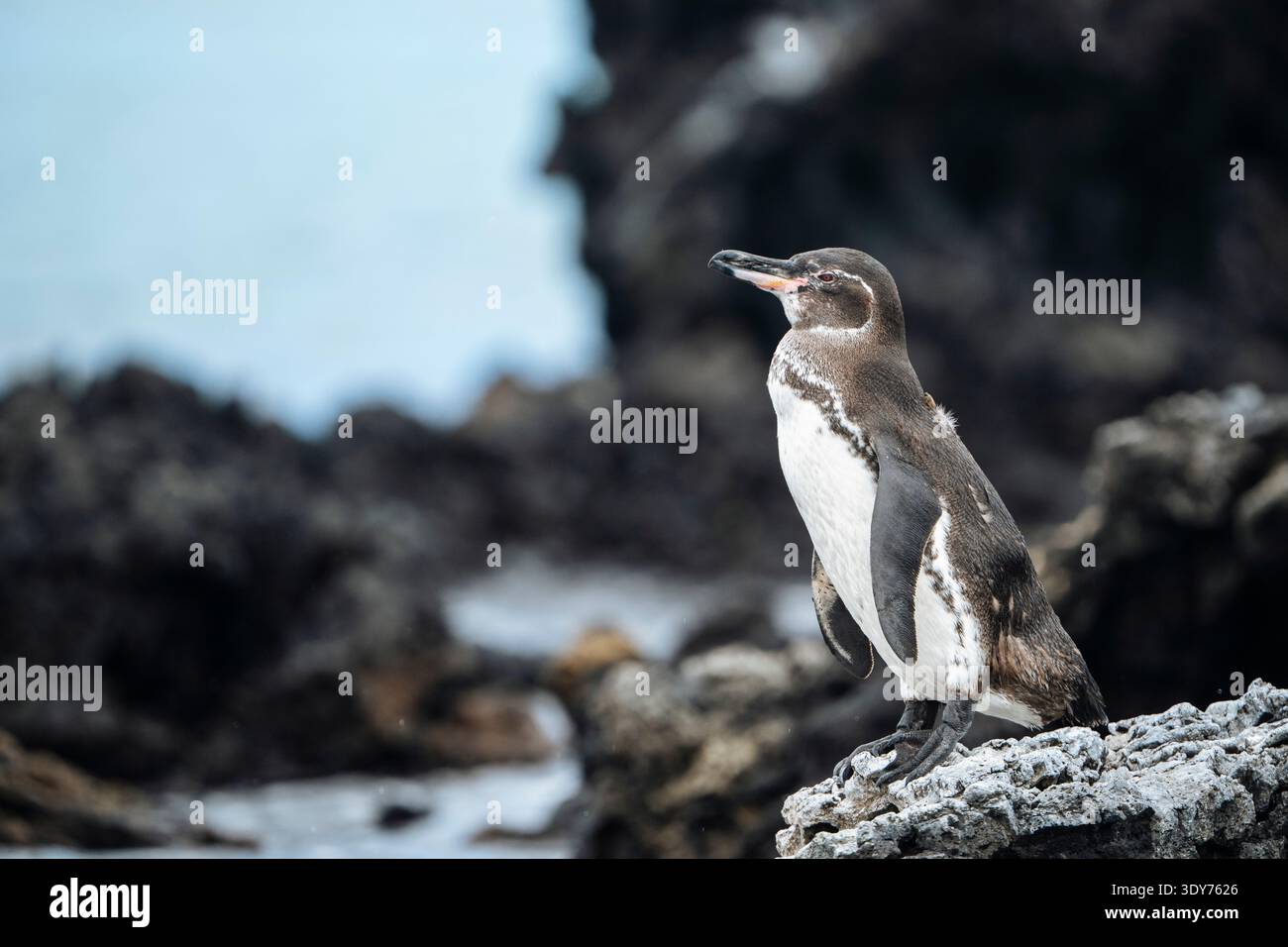 Penguin standing on rocks by the coastline of Isla Isabela in the Galapagos Islands Stock Photo