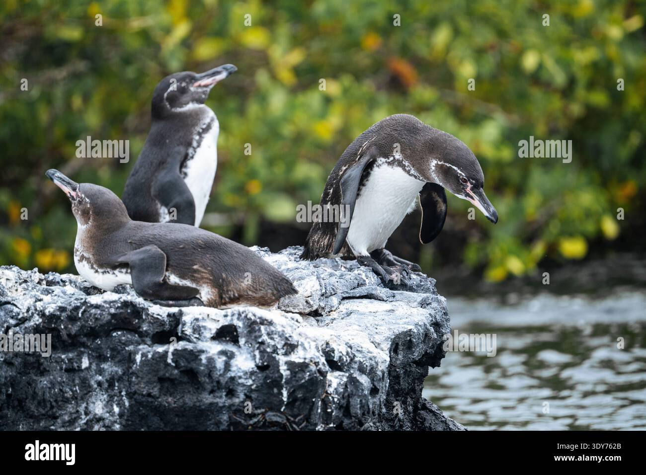 Three young penguins resting on a rocky shore in Isla Isabela during the early afternoon light in Galapagos Islands Ecuador Stock Photo