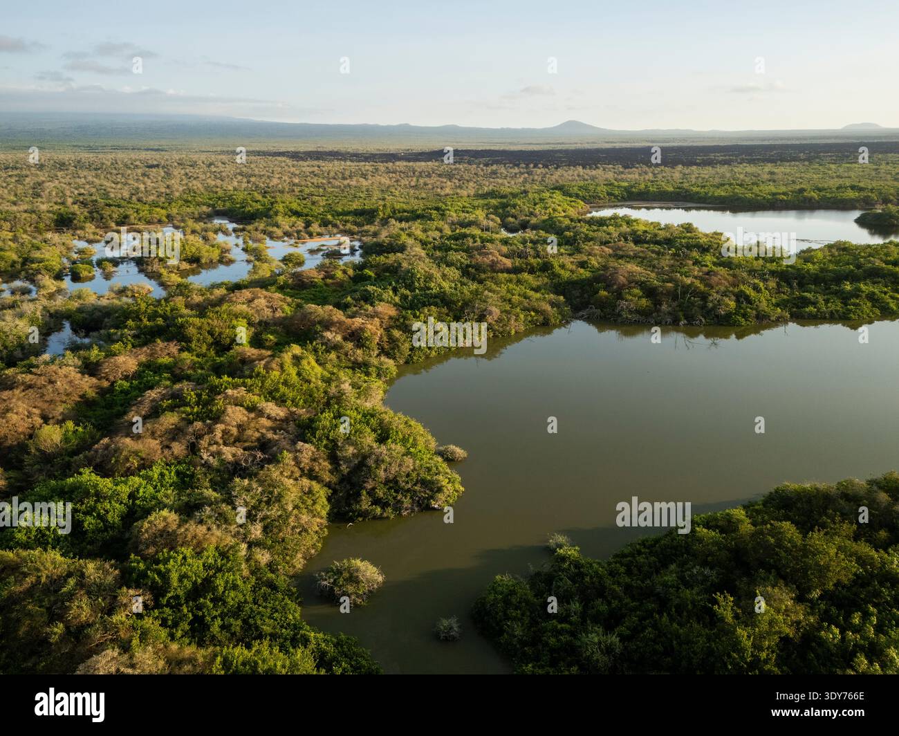 Exploring the lush wetlands and rich vegetation of Isla Isabela in the Galapagos Islands during daylight Stock Photo