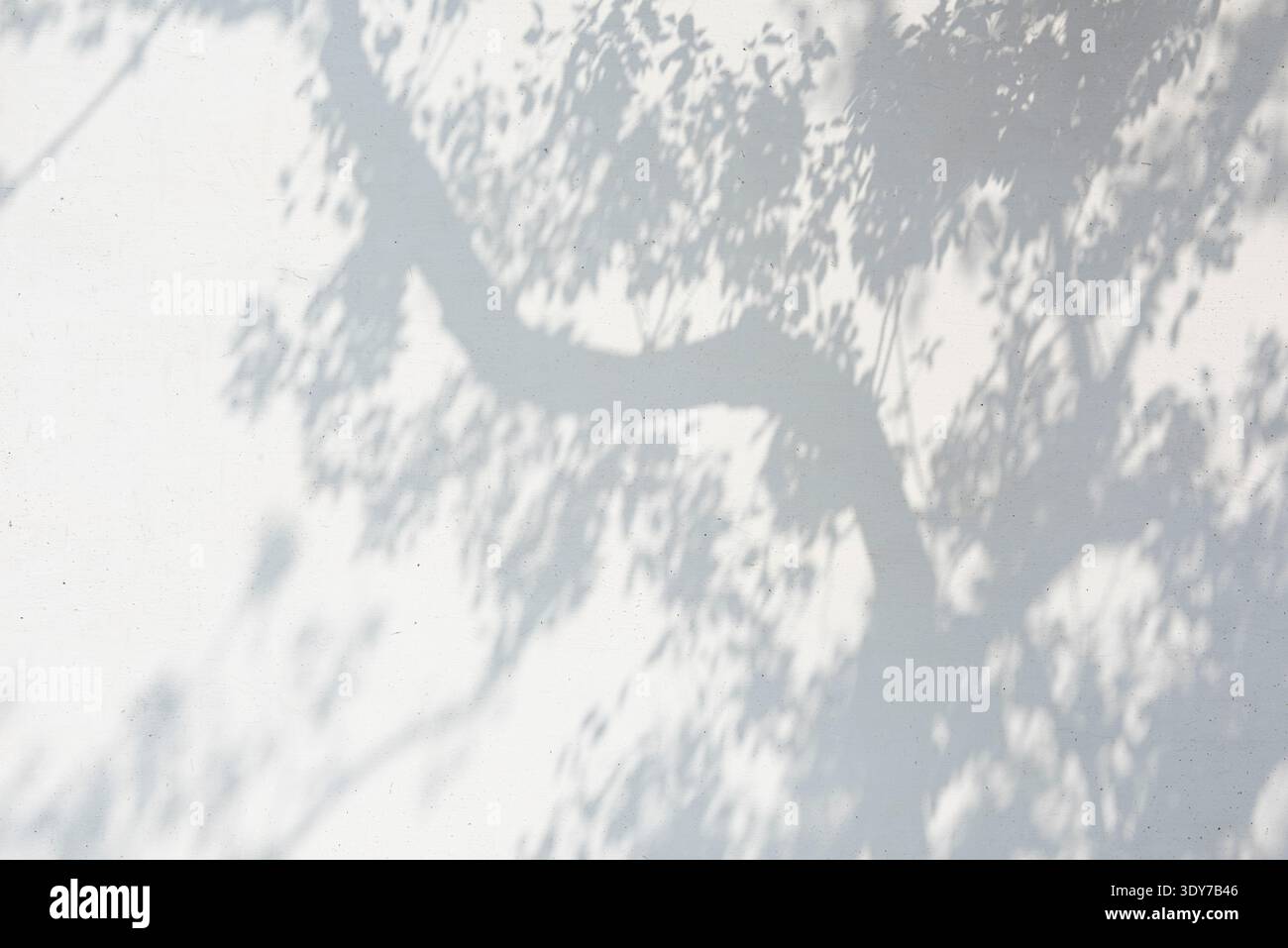 Tree leaves and branches casting a natural shadow pattern on white wall Stock Photo