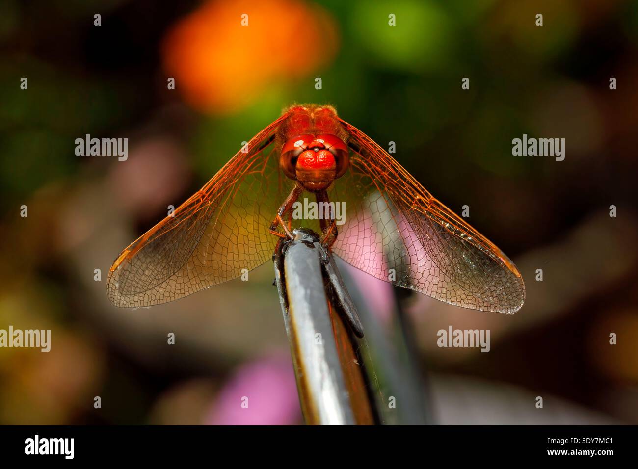 Red Dragonfly Stock Photo