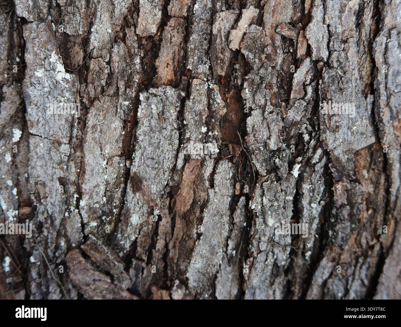 Tree Bark Rough Look Background Stock Photo