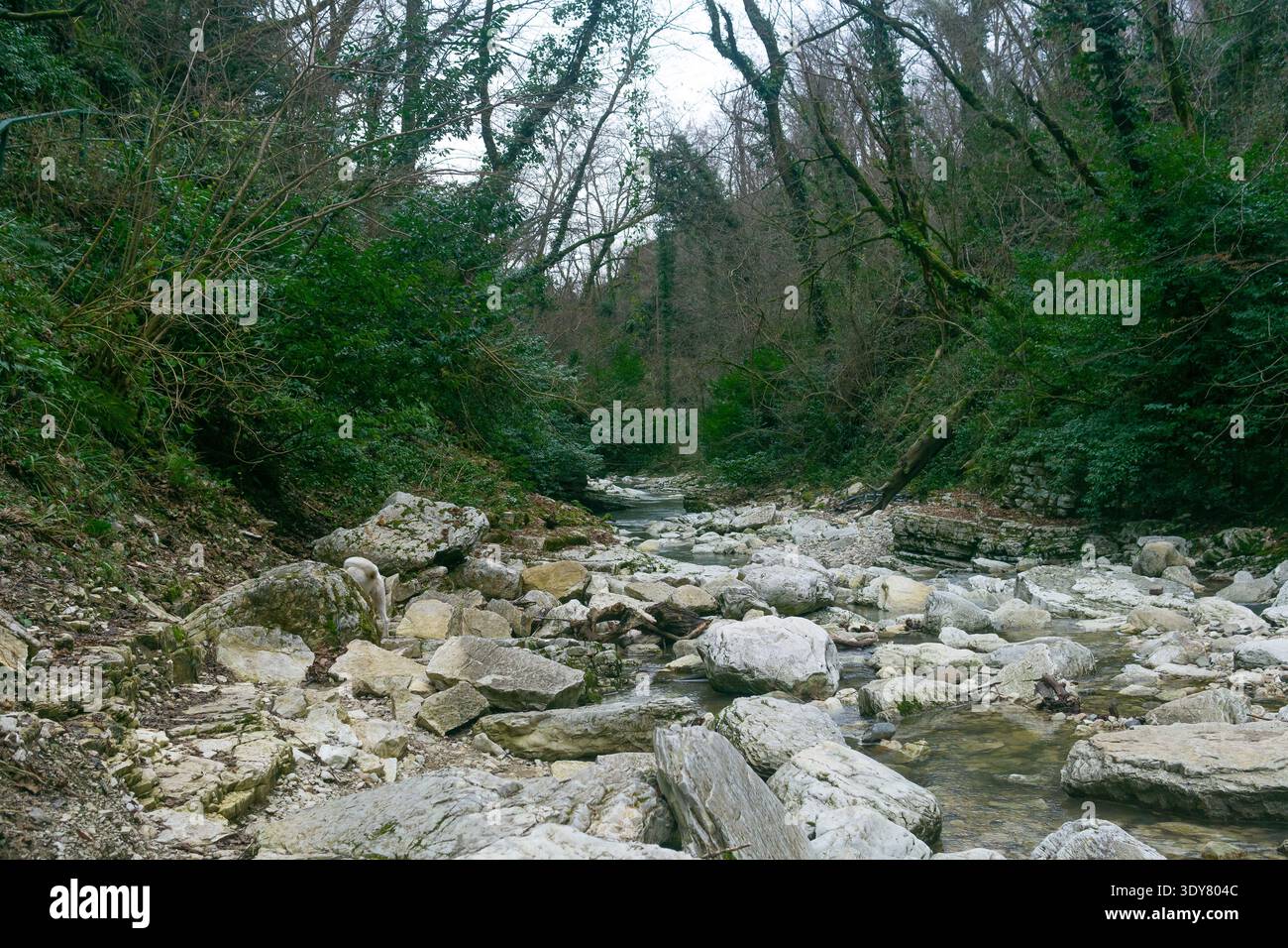 River flowing through the mountain  forest in winter Stock Photo
