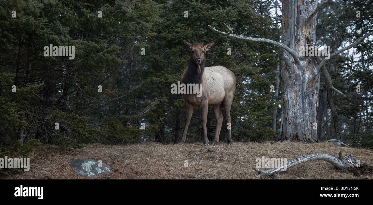 Cow elk on a March morning in northern Wisconsin. Stock Photo