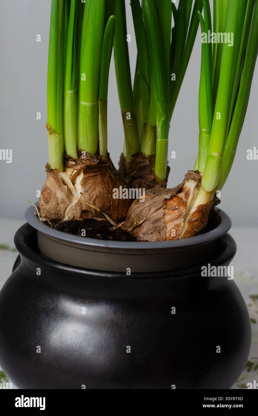 drip tray plant 3D Printed Plant Pot and Air Plant Holder  Stylish, Durable, Eco-Friendly, Modern Design, Indoor & Outdoor Use, Multiple Sizes & Colors, Lightweight