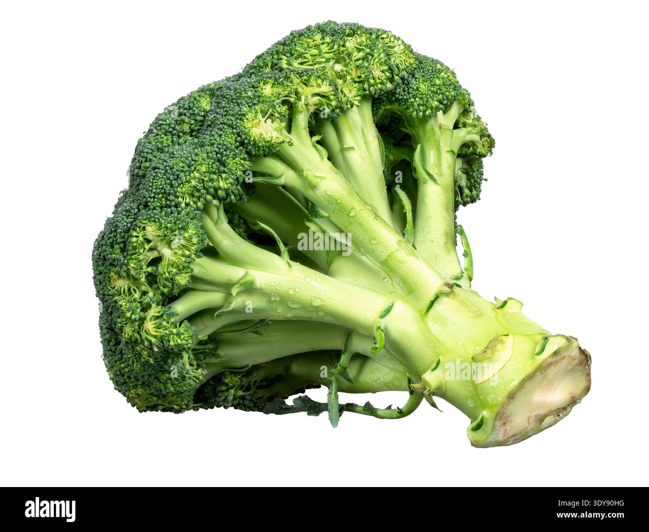 Isolated fresh green broccoli vegetable. Stock Photo