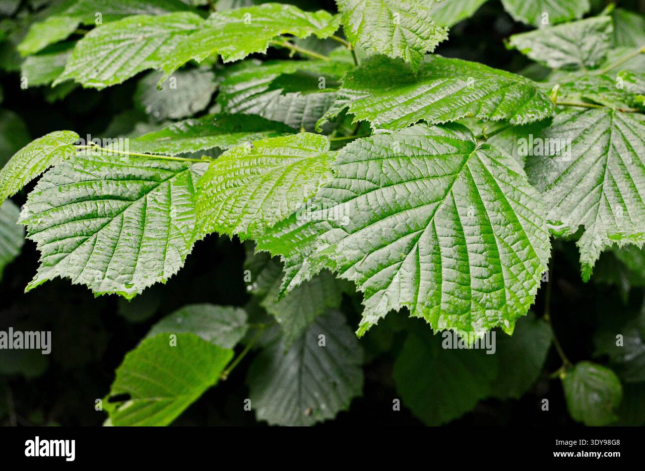 hazel tree spring leaves on twig backlit Stock Photo
