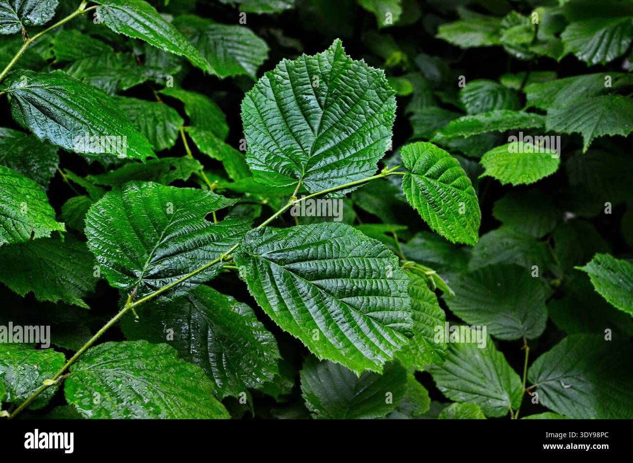 hazel tree spring leaves on twig backlit Stock Photo