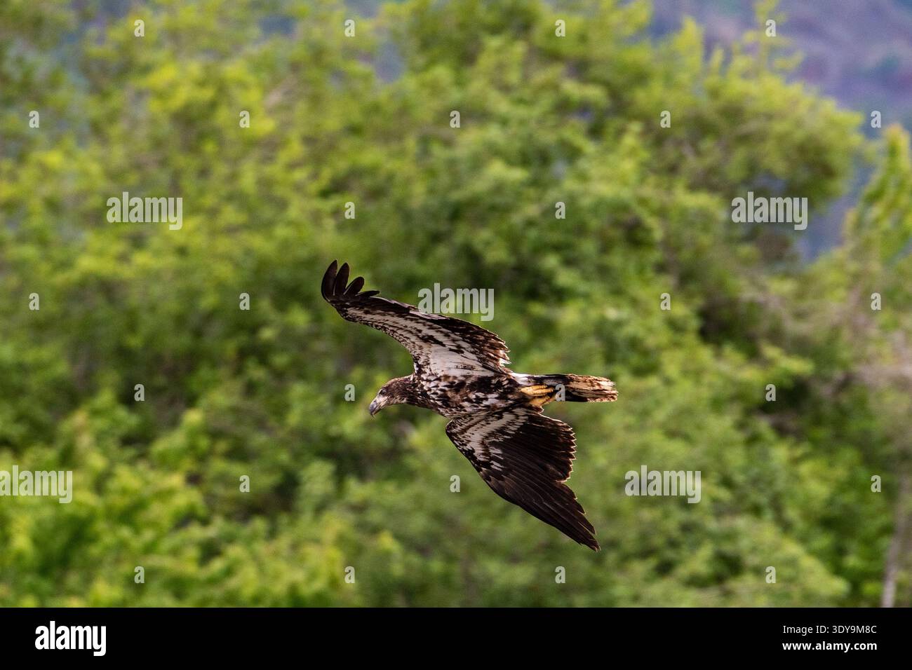 Immature bald eagle in flight against a blurred green background. Stock Photo