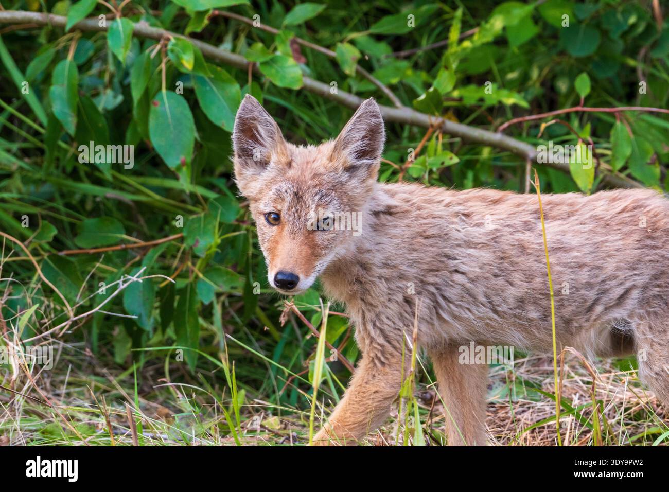 Canine features hi-res stock photography and images - Alamy
