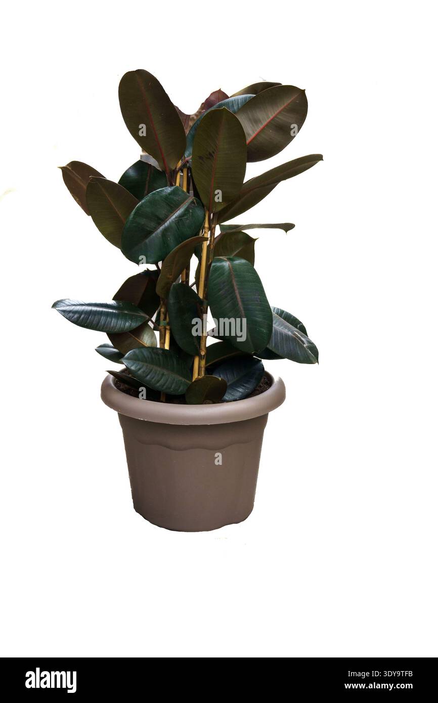 pineapple plant home Pineapple Plant for Sale | Tropical Plants