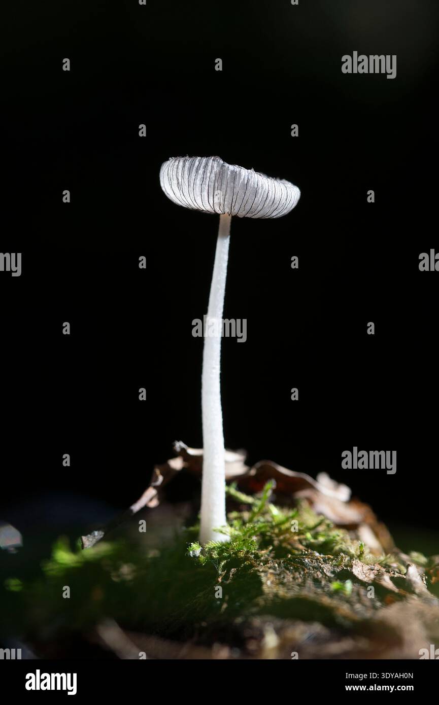 Hare's Foot Inkcap mushroom (Coprinopsis lagopus). Stock Photo