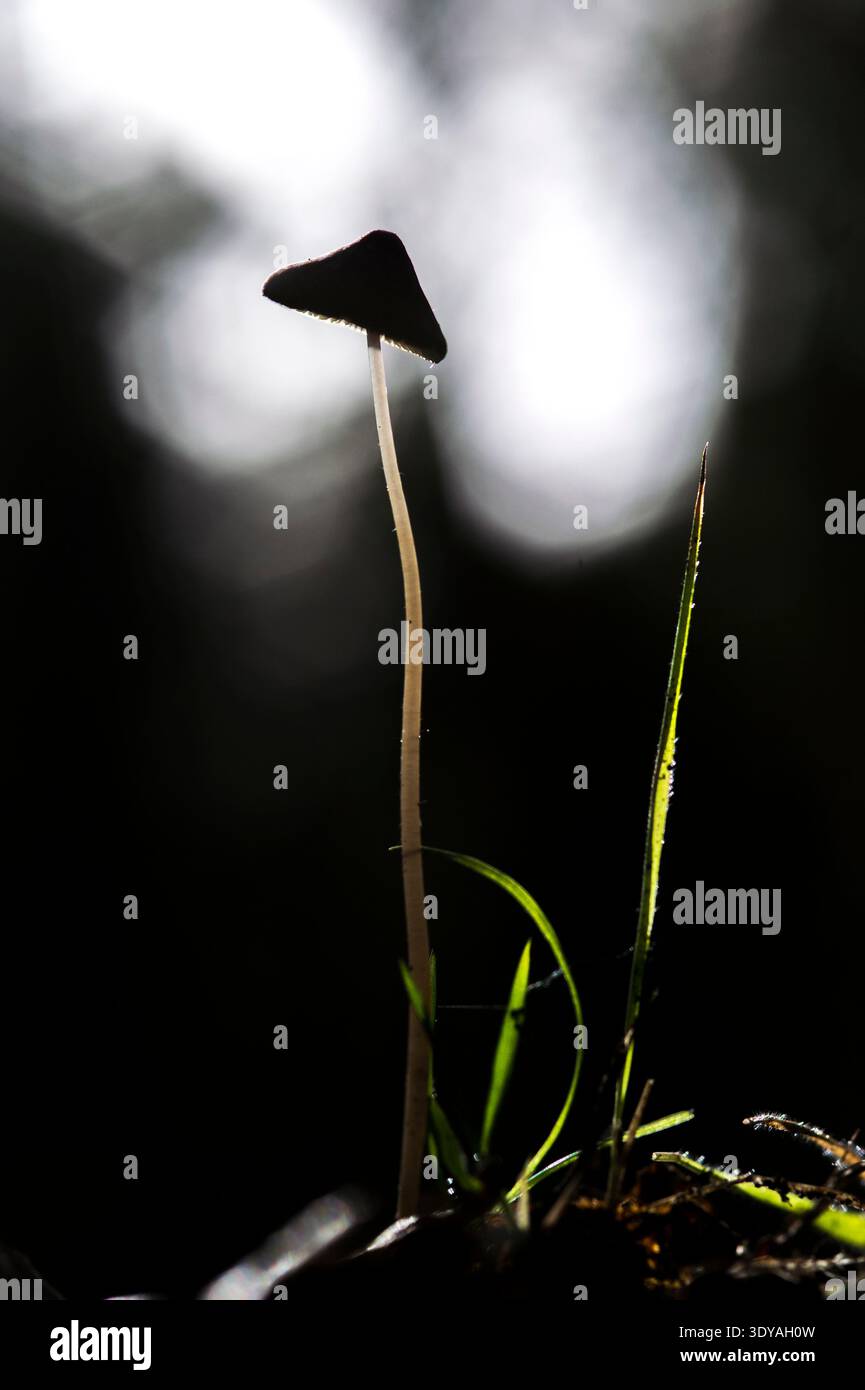 Hare's Foot Inkcap mushroom (Coprinopsis lagopus). Stock Photo