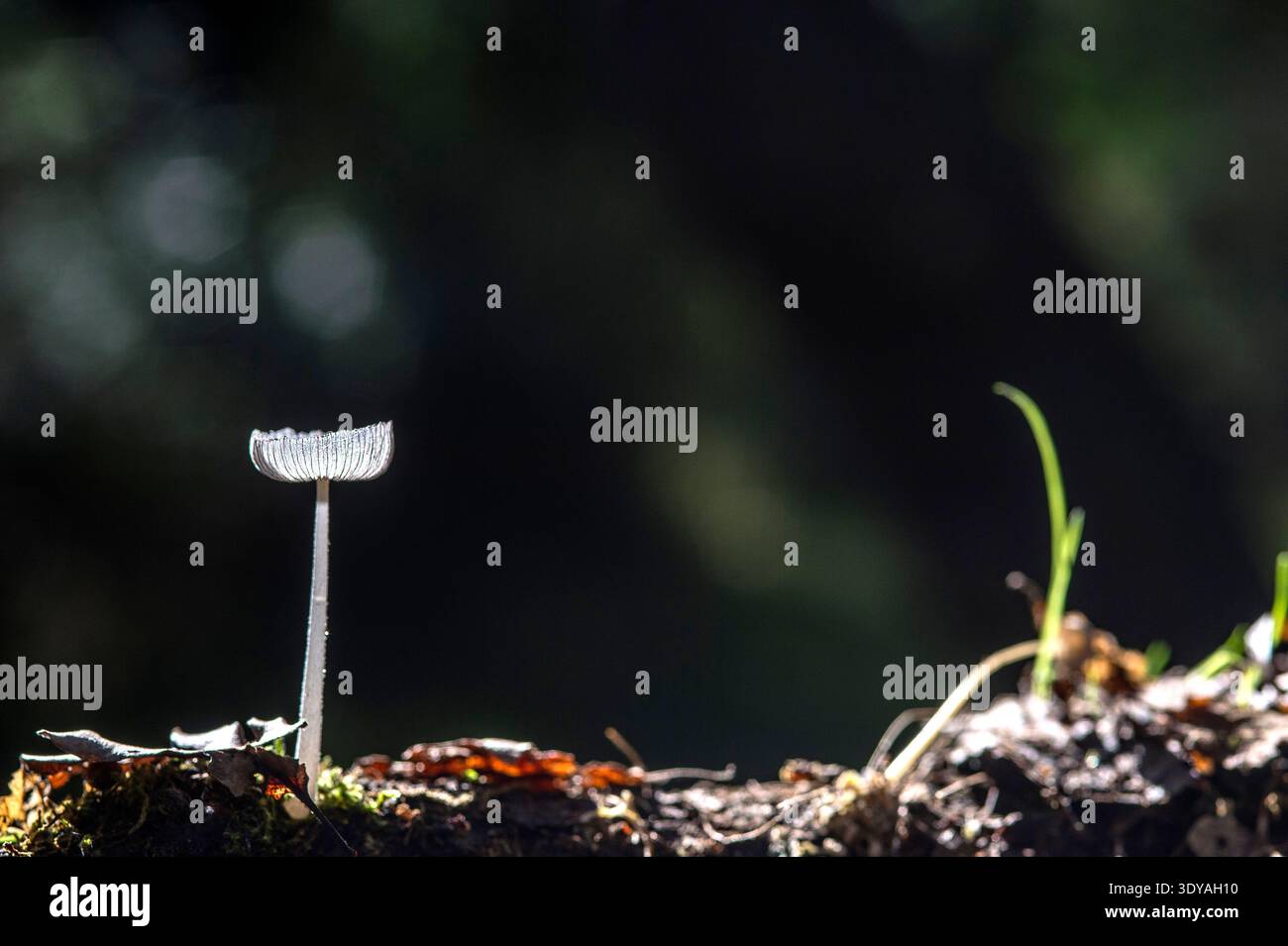Hare's Foot Inkcap mushroom (Coprinopsis lagopus). Stock Photo