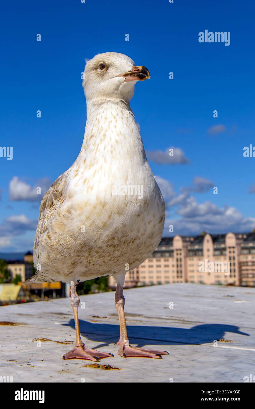 Seagull in Oslo Harbour, Norway. Stock Photo