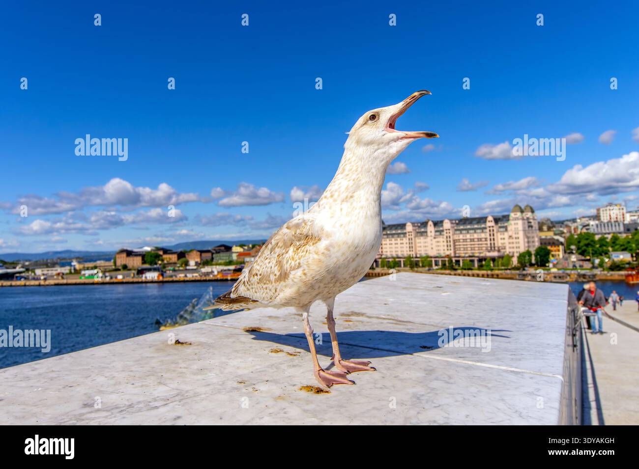 Seagull in Oslo Harbour, Norway. Stock Photo