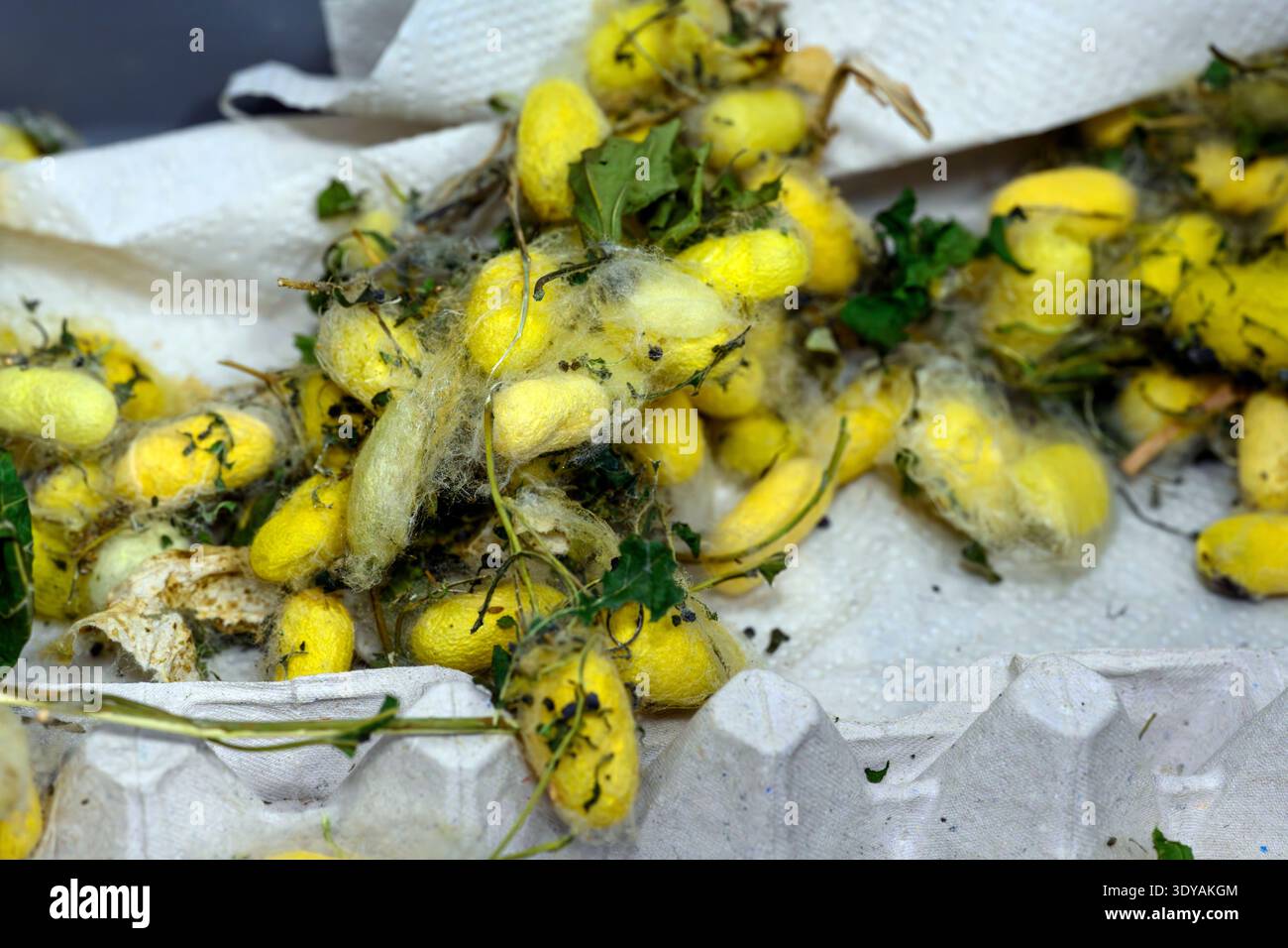 Domestic silk moth (Bombyx mori) cocoons. Stock Photo