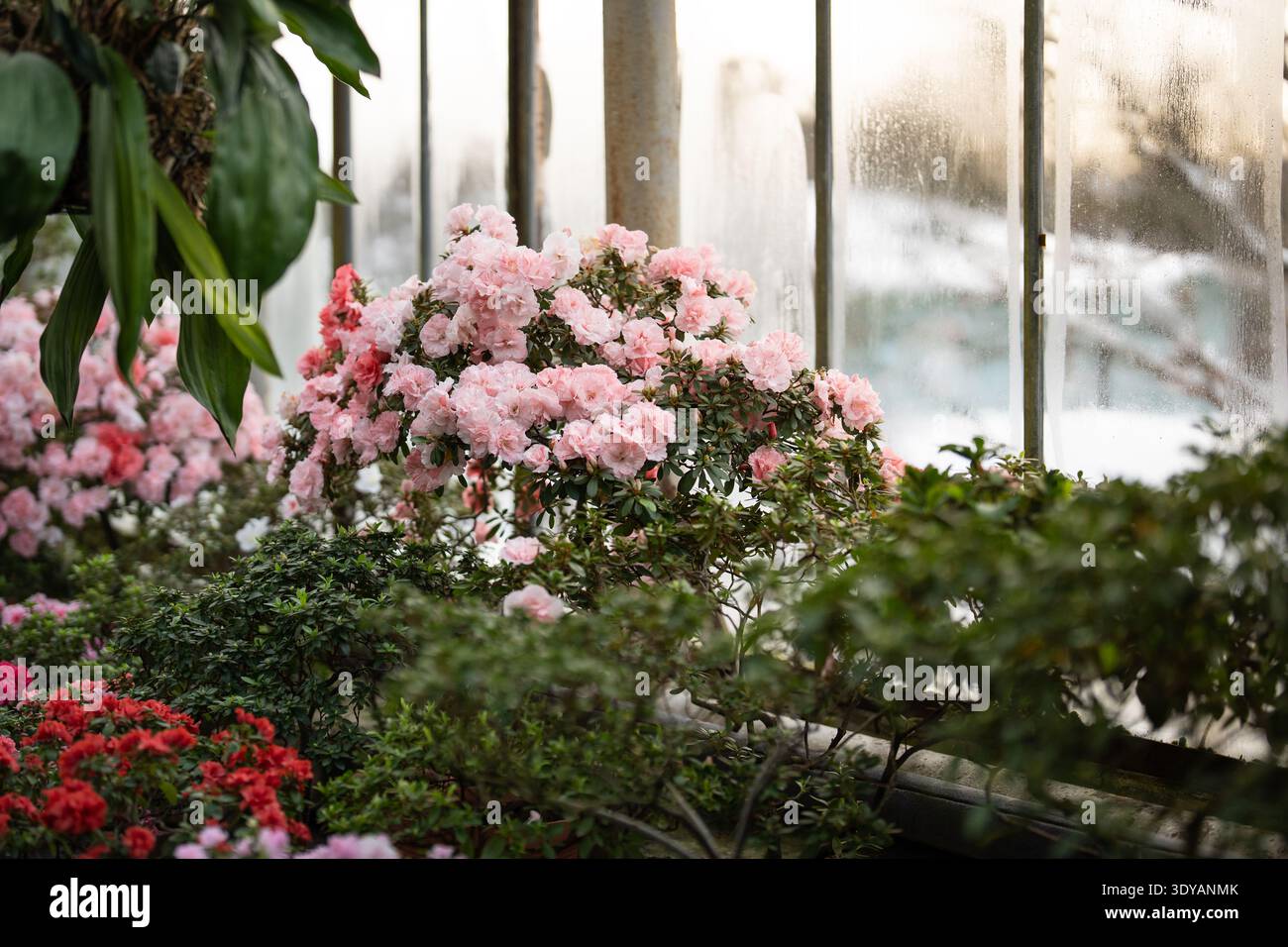 Rhododendron bloom winter hi-res stock photography and images - Alamy