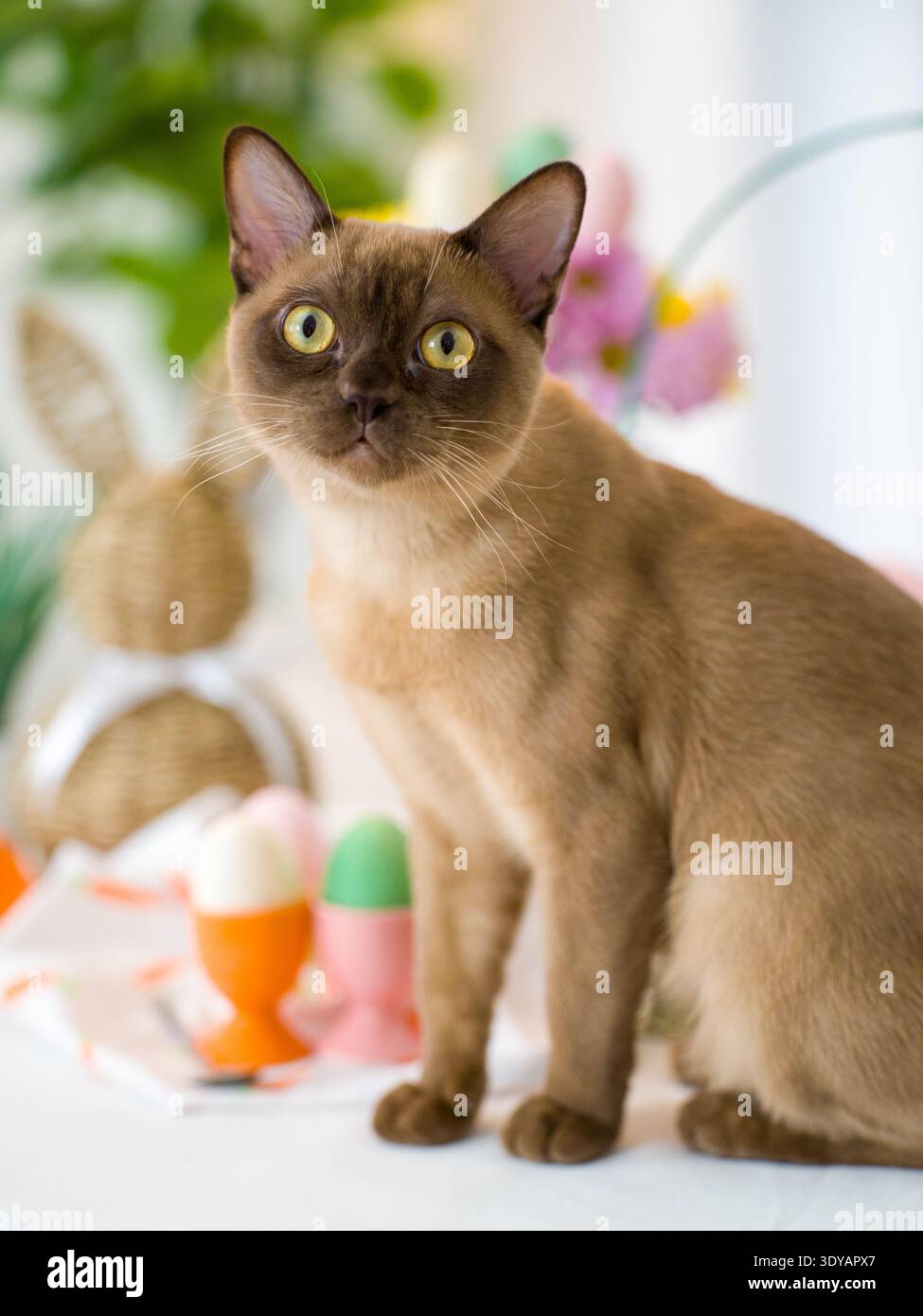 A beautiful brown Burmese cat sits among festive Easter decorations, looking directly into the lens. Stock Photo