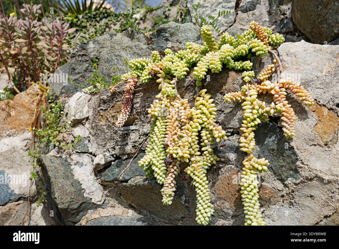 fake succulent wreath Succulent Arrangement