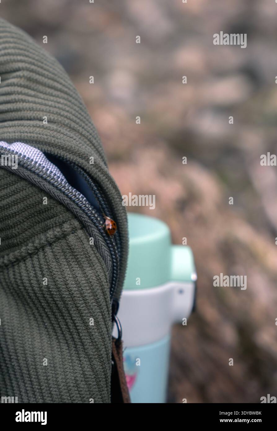 Tiny ladybug crawling on a green corduroy backpack with a water bottle Stock Photo