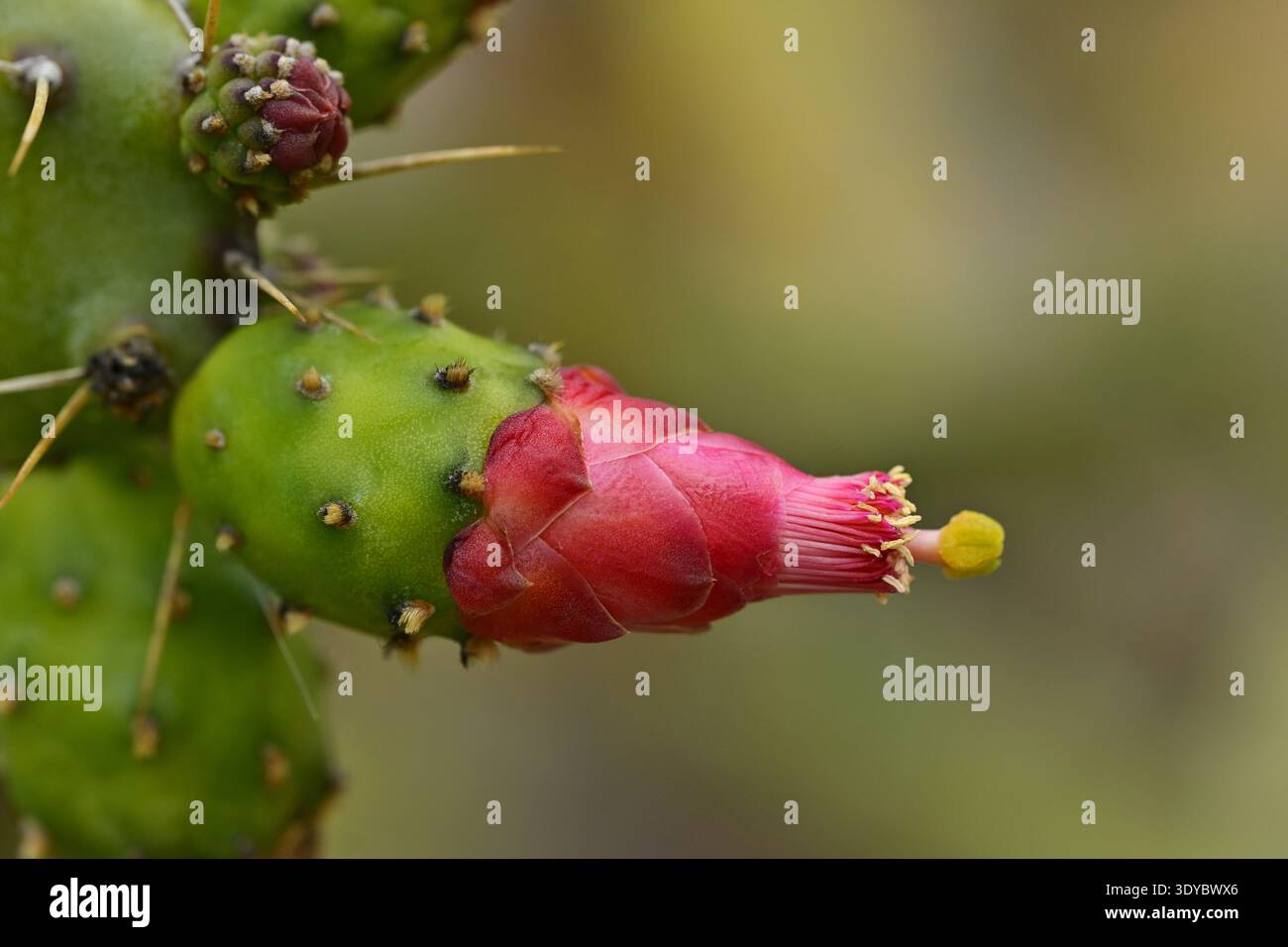 Nopal cactus in flower hi-res stock photography and images - Alamy