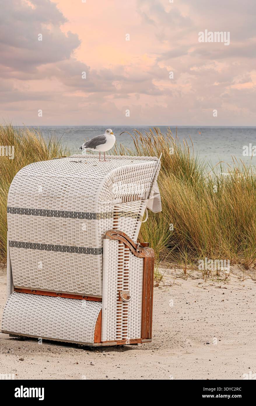 Seagull perched on a traditional beach chair on the Baltic Sea coast at sunset with dune grass and sandy beach, northern Germany Stock Photo