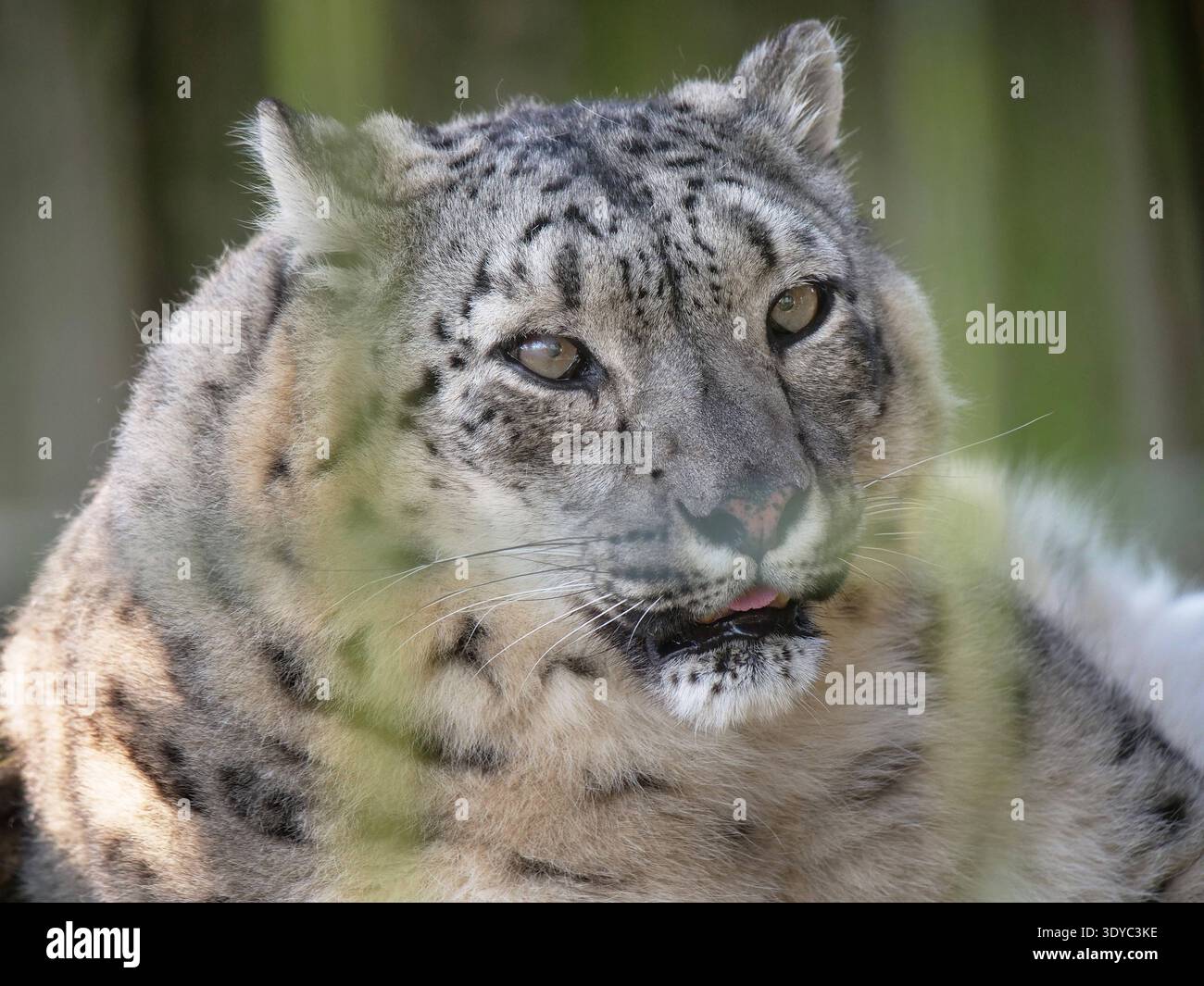 Tiere im Zoo Krefeld in NRW-Deutschland Schneeleopard Zoo Krefeld ...
