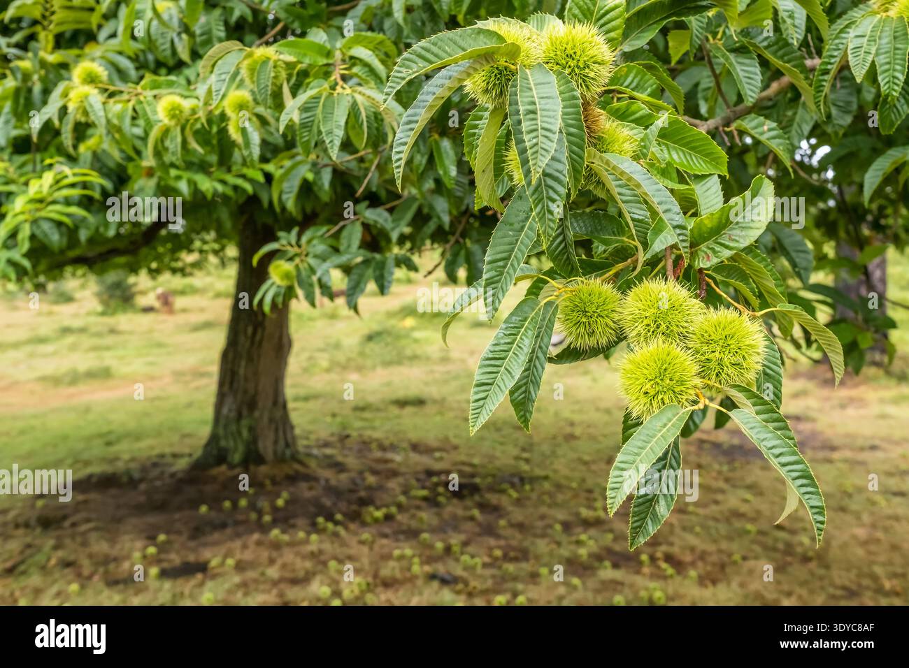Sweet Chestnut Tree with Developing Green Fruit Burrs Stock Photo