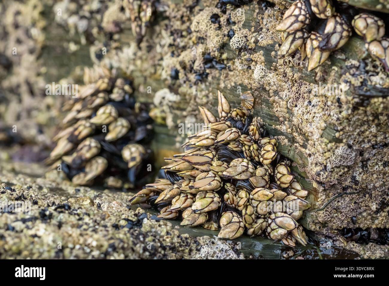 Live Goose Neck Barnacles on Coastal Rocks in Galicia Stock Photo
