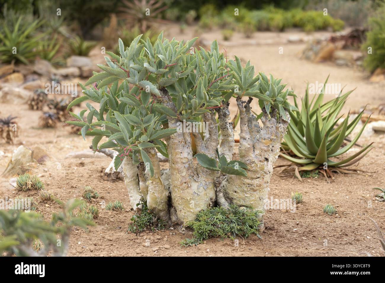 Cyphostemma juttae, wild grape, tree grape, leafy, plant, succulent, Karoo  Desert Botanic Garden, Worcester, Western Cape, South Africa Stock Photo -  Alamy