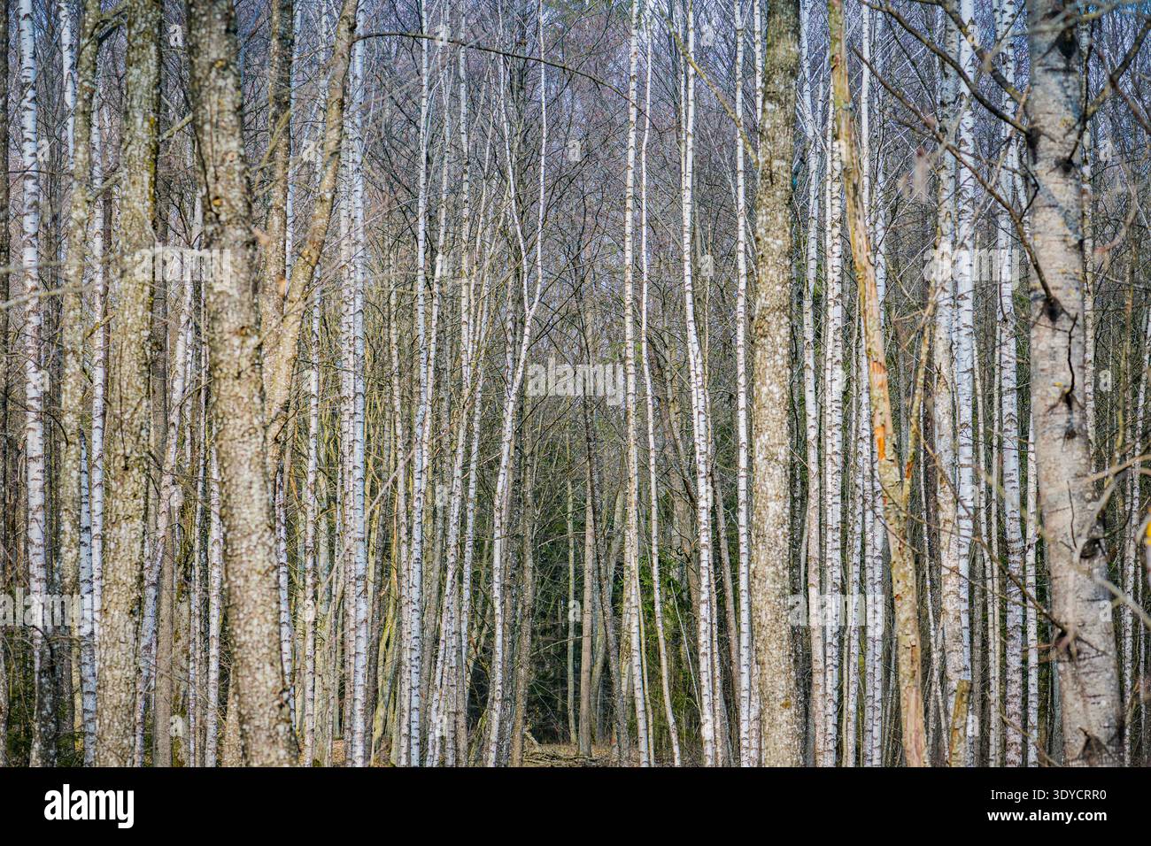 Birch tree forest in early spring, Lithuania Stock Photo