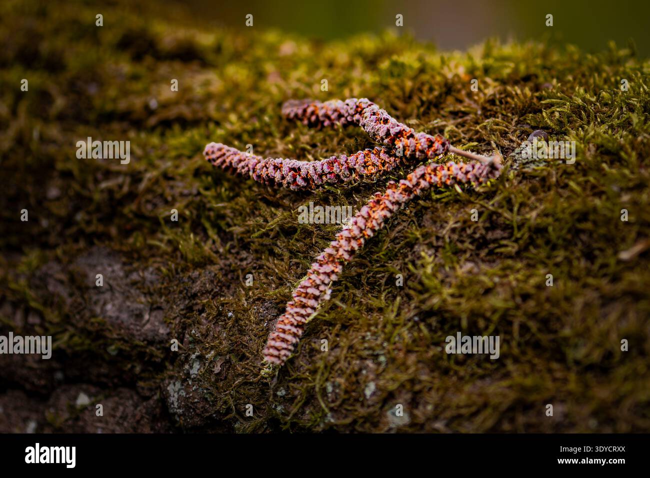 Alder catkins on moss-covered tree bark, Lithuania Stock Photo