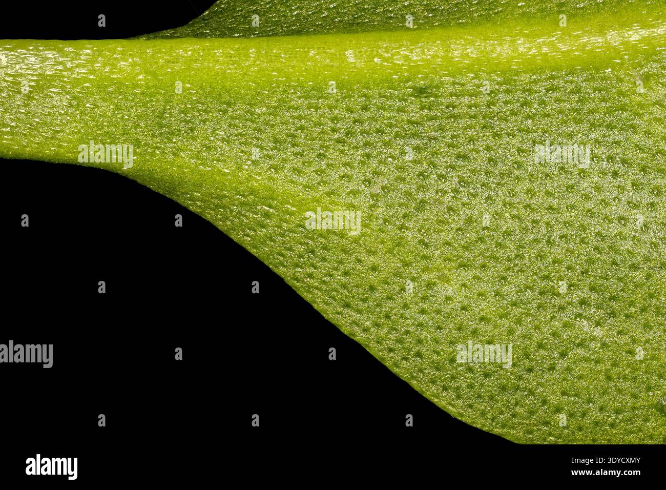 Truncate leaf base hi-res stock photography and images - Alamy