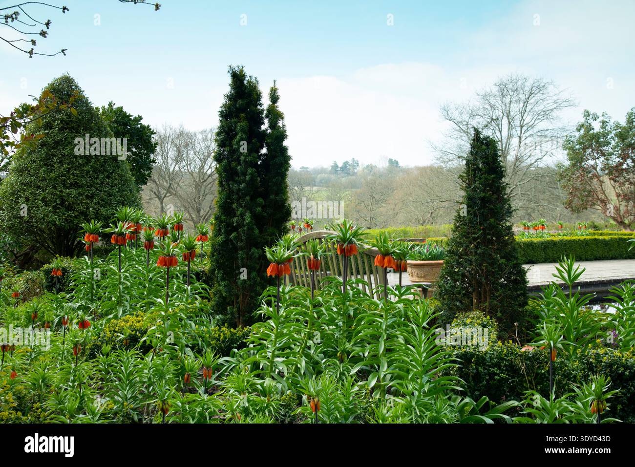 Taxus baccata garden hi-res stock photography and images - Alamy