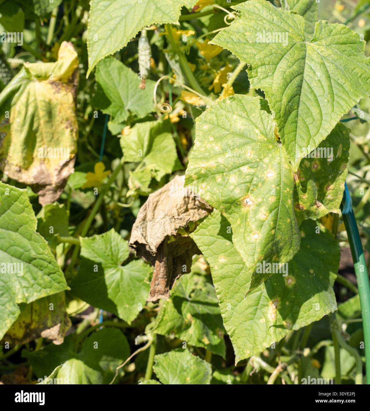 Cucumber plant leaf affected by downy mildew disease, displaying yellowing  and necrotic brown spots, with white fungal growth. Plant pathology Stock  Photo - Alamy