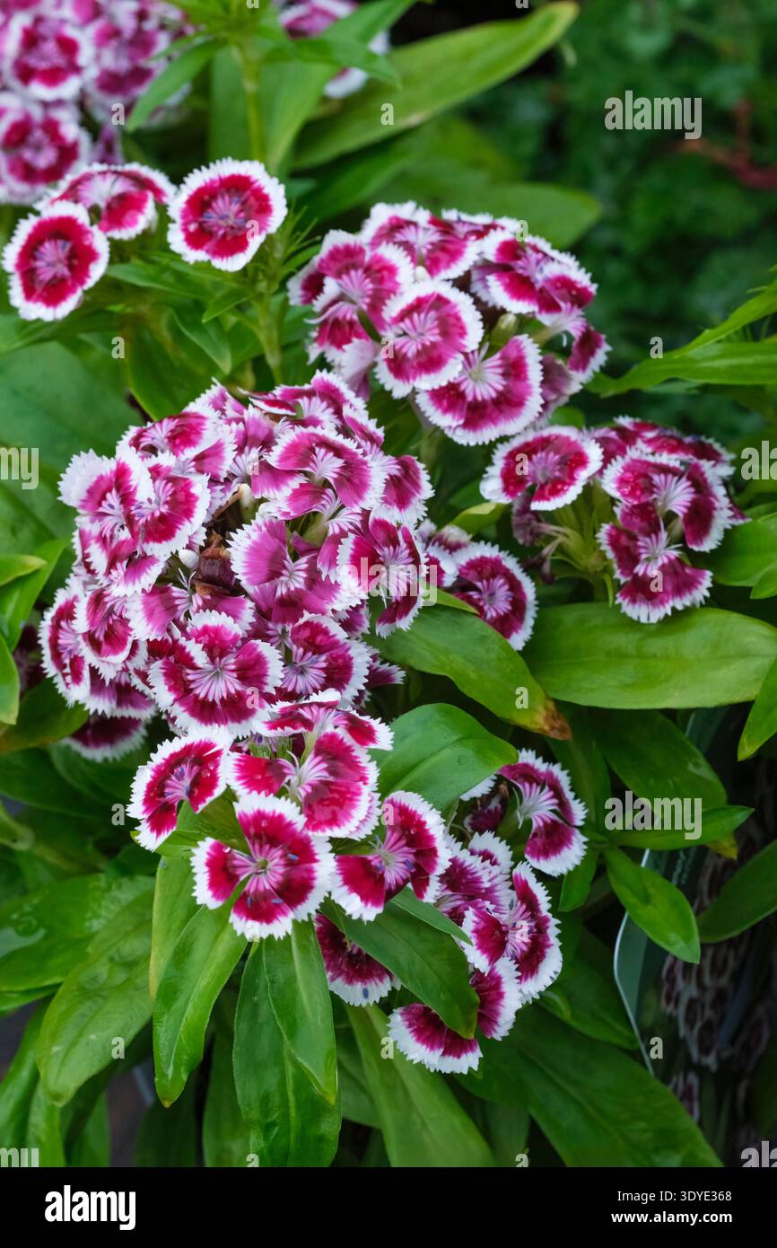 Dianthus Dart Red White Picotee, Sweet William Dart Red White Picotee, cherry-red blooms edged in white Stock Photo