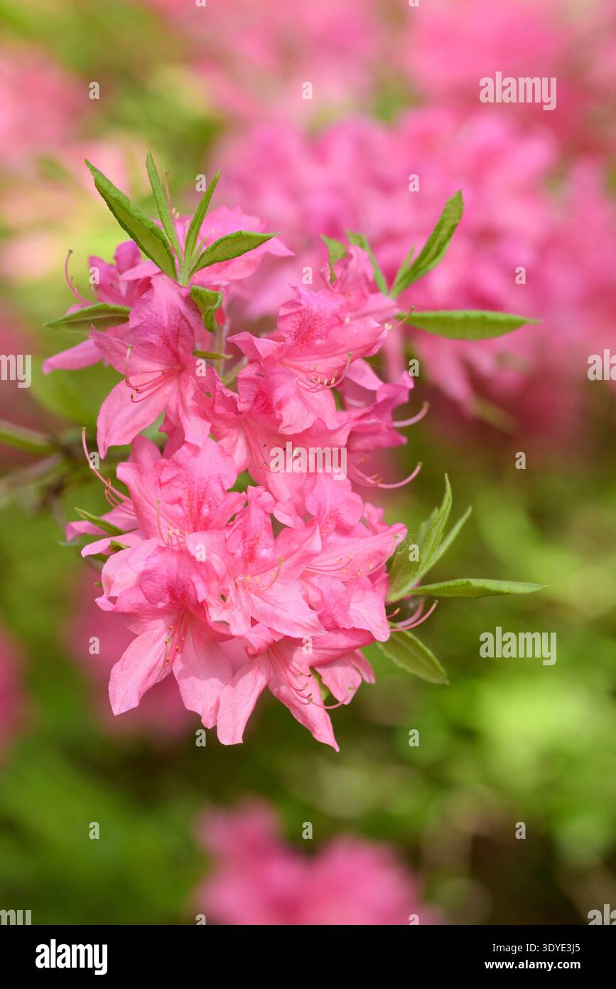 Rhododendron Rosy Lights, Azalea Rosy Lights, deep rosy pink flowers with darker shading Stock Photo