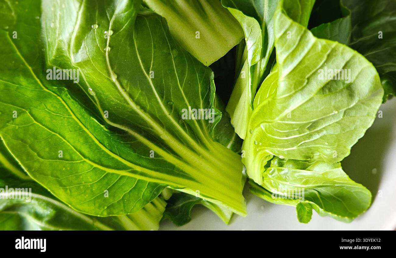 Macro close up of fresh bok choy leaves organic Asian leafy vegetable texture - Smartphone Captured Stock Image