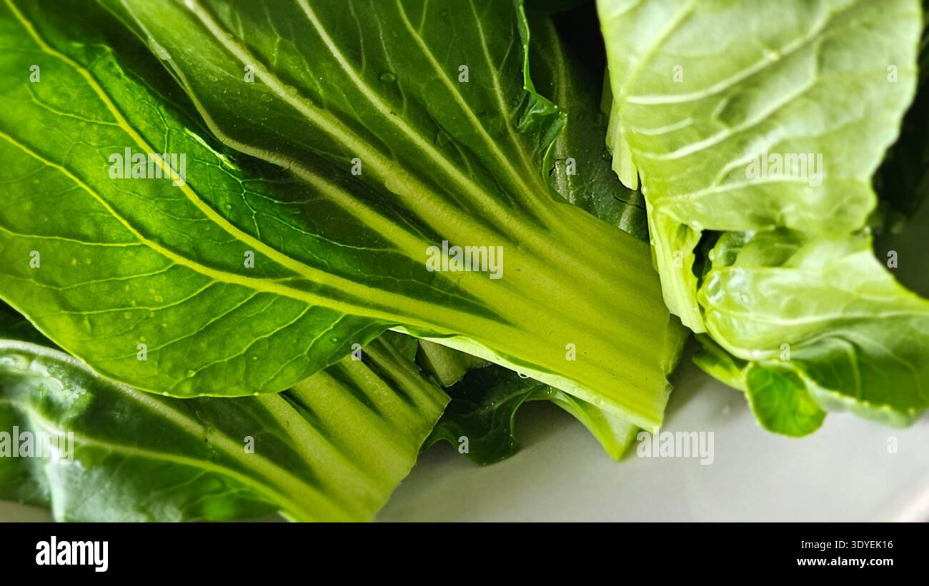 Macro close up of fresh bok choy leaves organic Asian leafy vegetable texture - Smartphone Captured Stock Image
