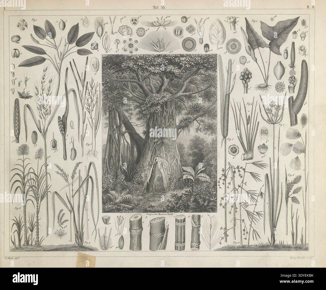 Historical botanical plate illustrating plants, grasses, and trees with ...