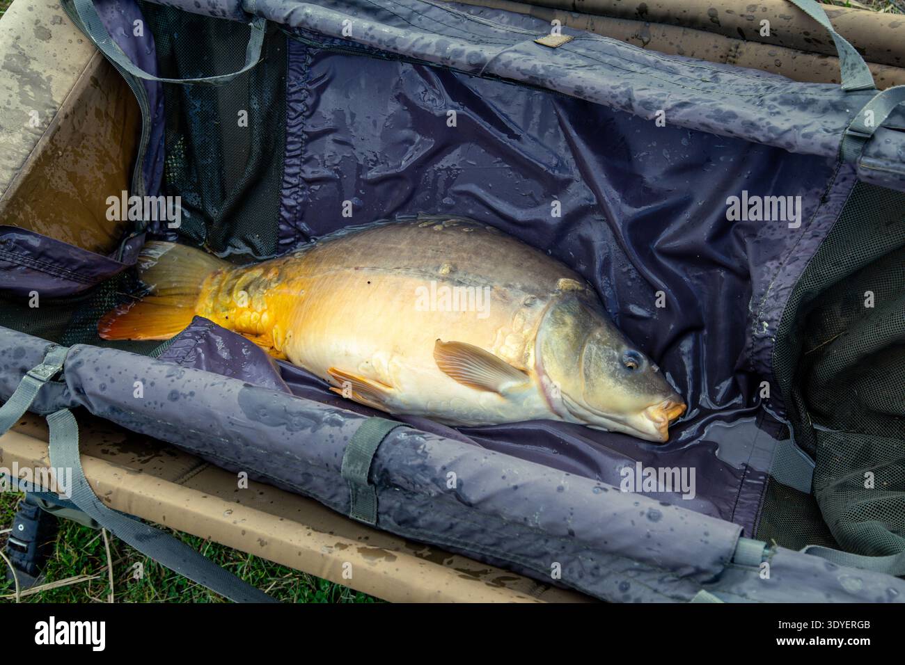 Mirror Pattern Fish A large mirror carp lying on a wet unhooking mat used in modern catch ...