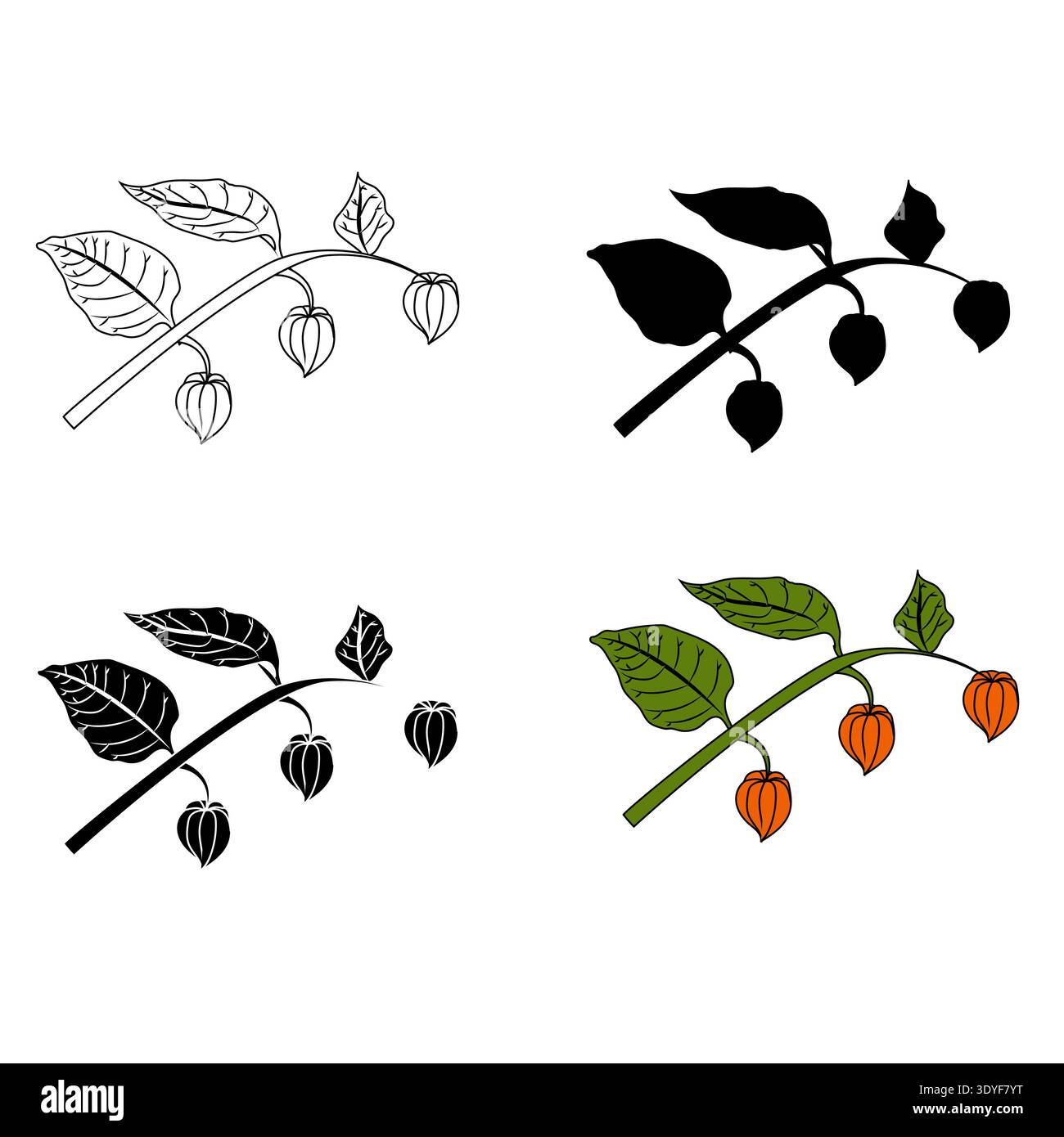 Physalis branches in various styles. Vector illustration isolated on white background. Stock Vector